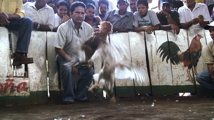 Peleas de gallos de Nicaragua