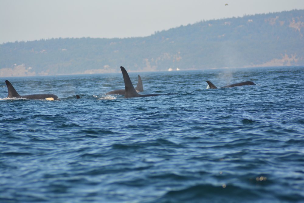avistamiento de orcas en las Islas de San Juan