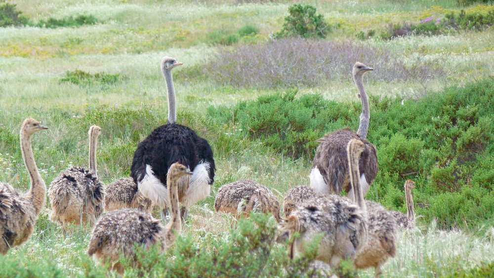 West Coast National Park Sudáfrica avestruces