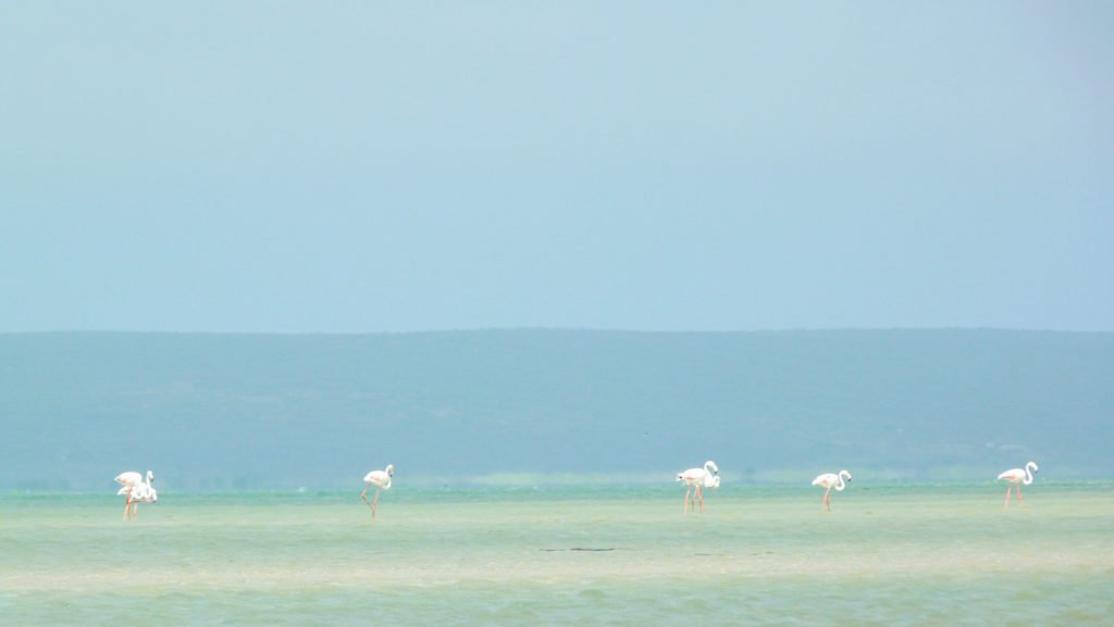 West Coast National Park Sudáfrica pelicanos