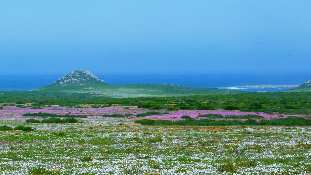 West Coast National Park Sudáfrica pradera flores