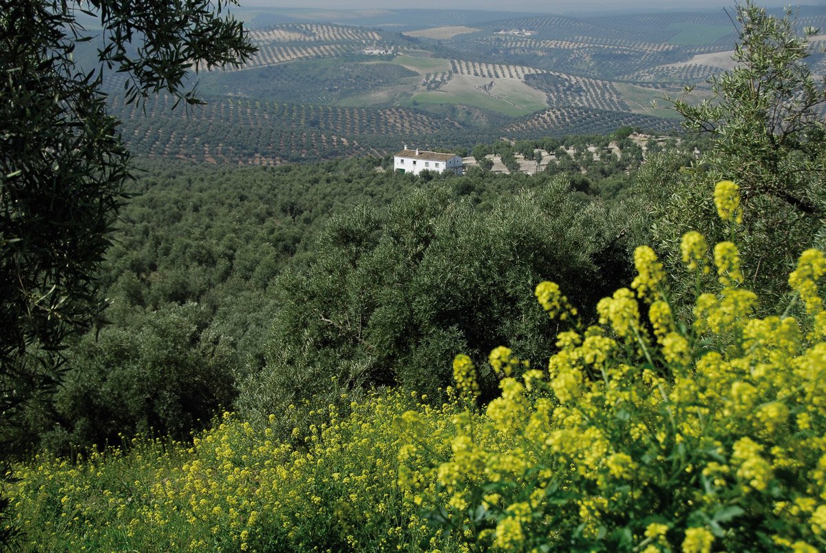 cortijo y olivar en la Gran Senda de Málaga