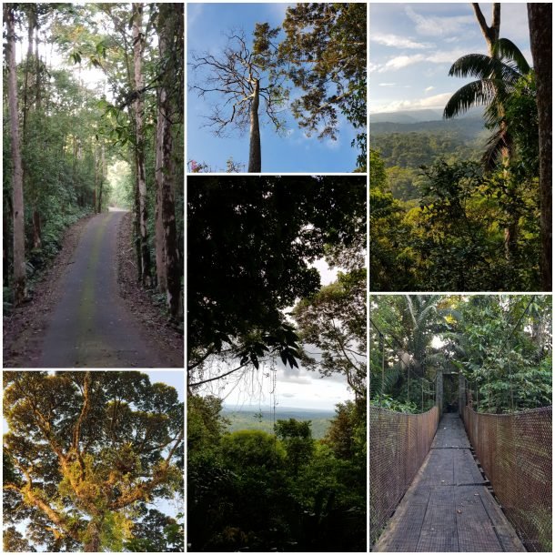 Que ver Costa Rica: Parque Nacional Braulio Carrillo