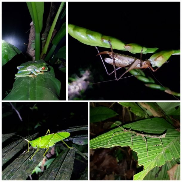 Que ver en Costa Rica: animales nocturnos