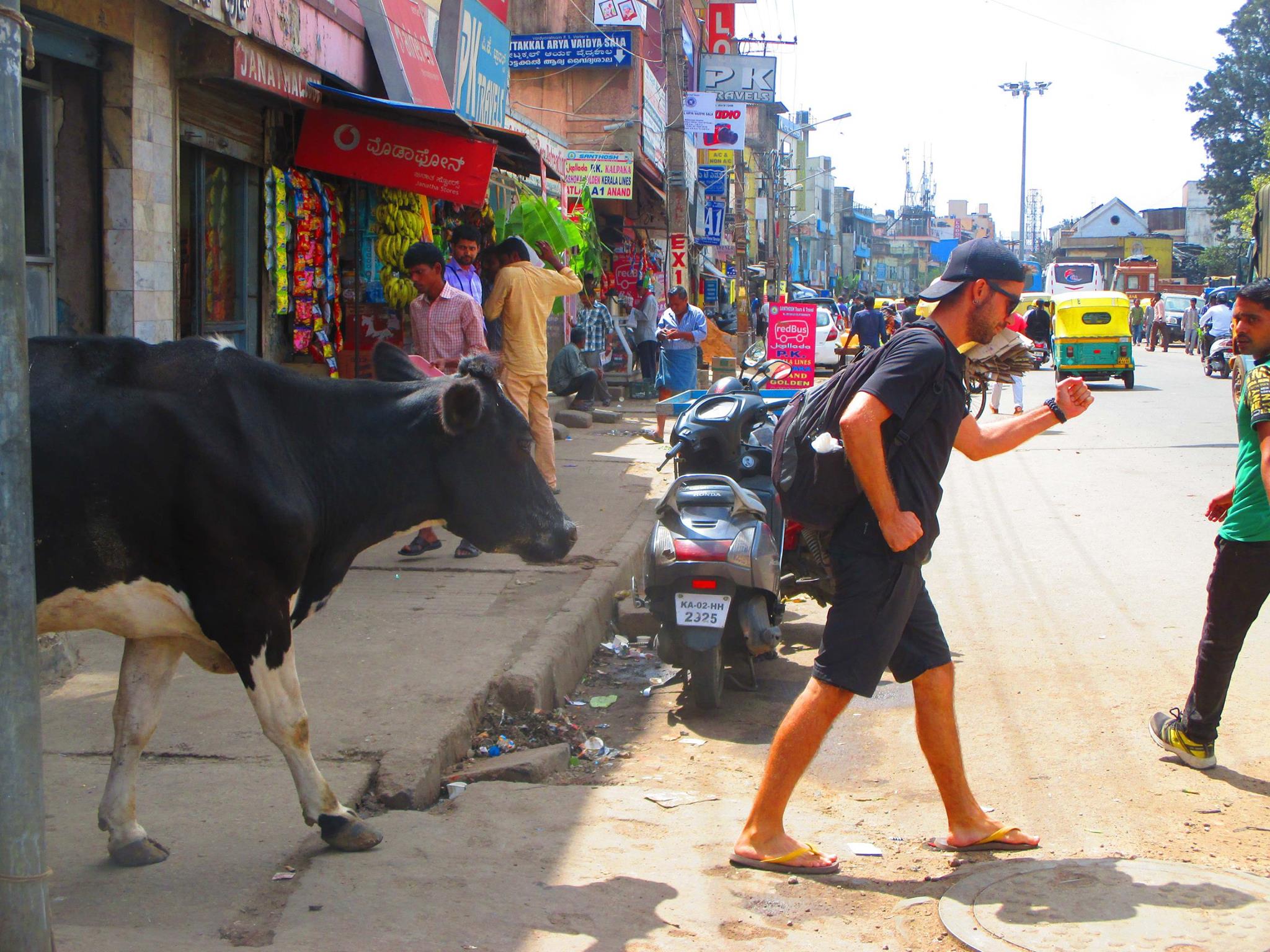 Viviendo por el Mundo, Iván con una vaca en Bangalore, India
