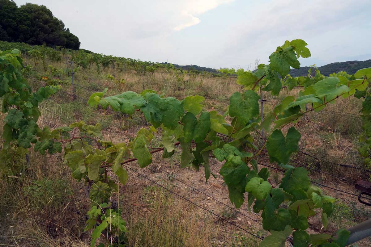 proyecto de recuperación de viñas en Alella
