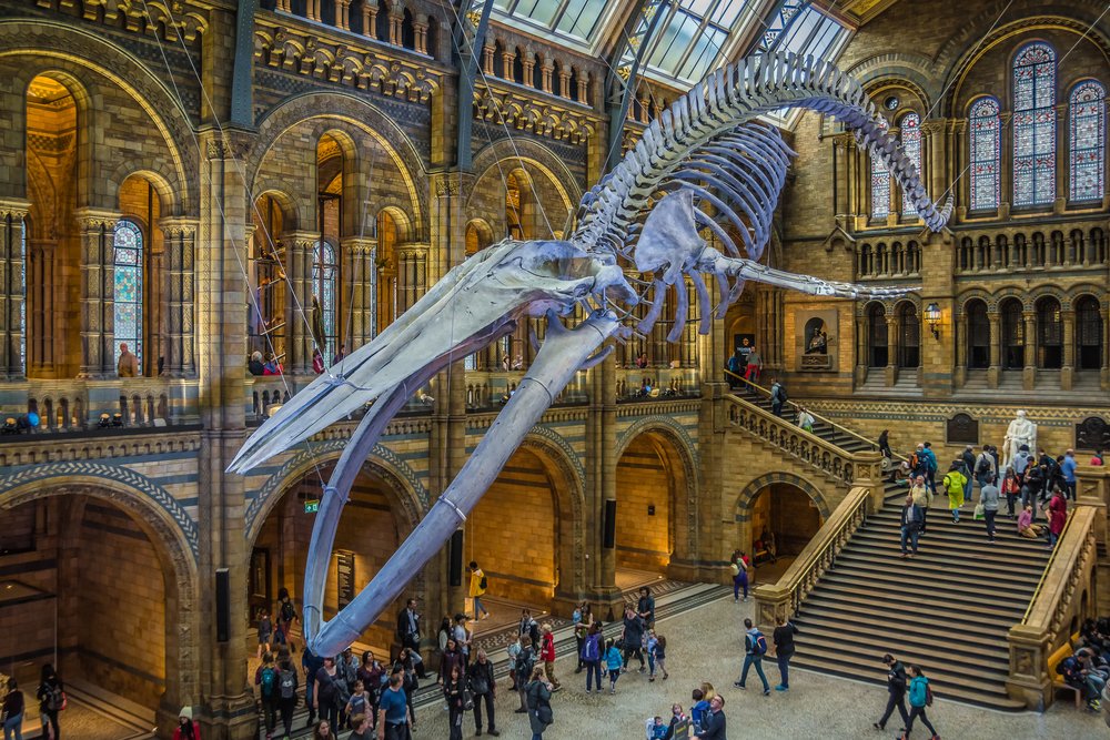 visita gratis dinosaurios en Museo de Historia Natural de Londres
