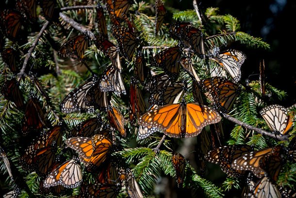 mariposas monarcas en un santuario de Michoacán