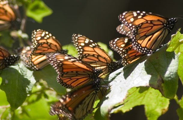 Mariposas Monarcas en Michoacán