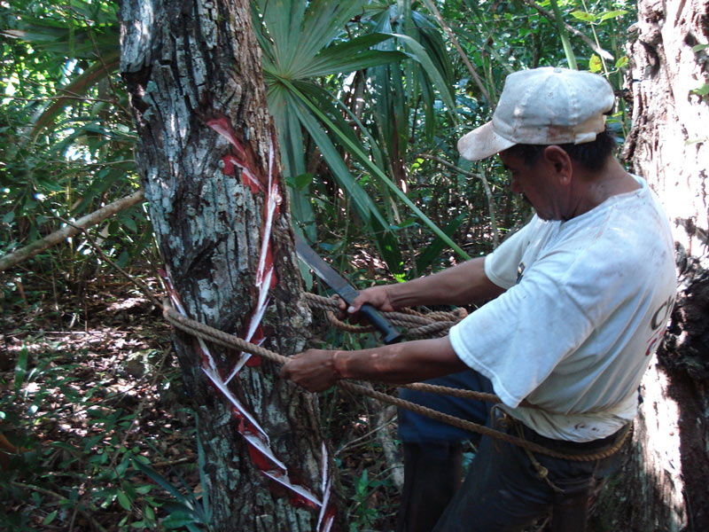 chiclero picando el árbol zapote en la selva mexicana