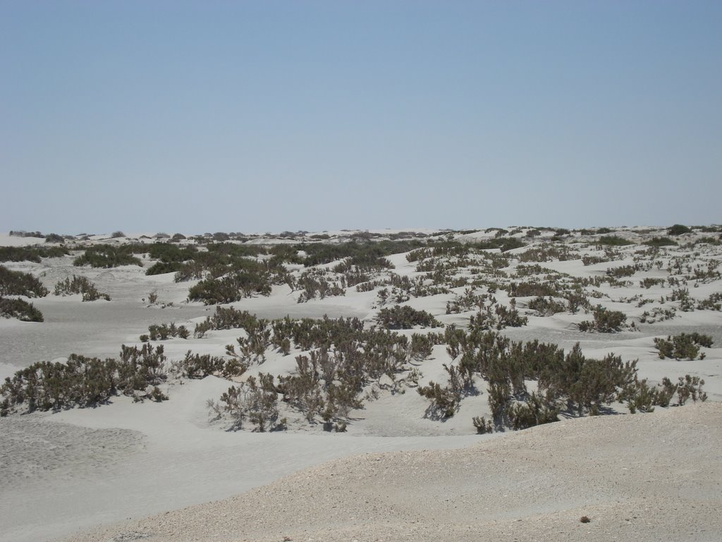 Desierto del Vizcaíno en Baja California, México