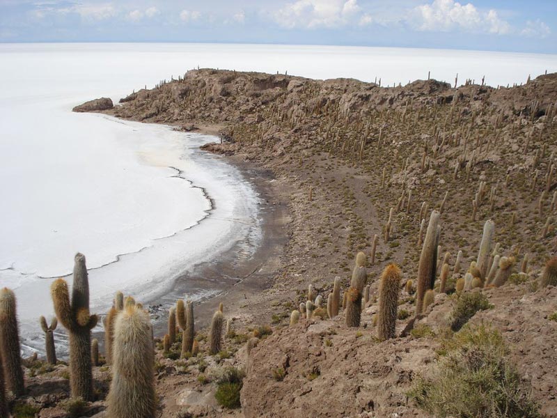 Isla lomo de pescado con cactus en el Salar de Uyuni