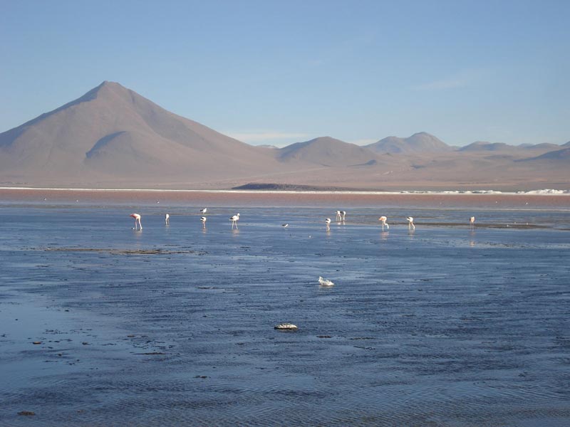 Laguna Colorada con flanecos en Bolivia