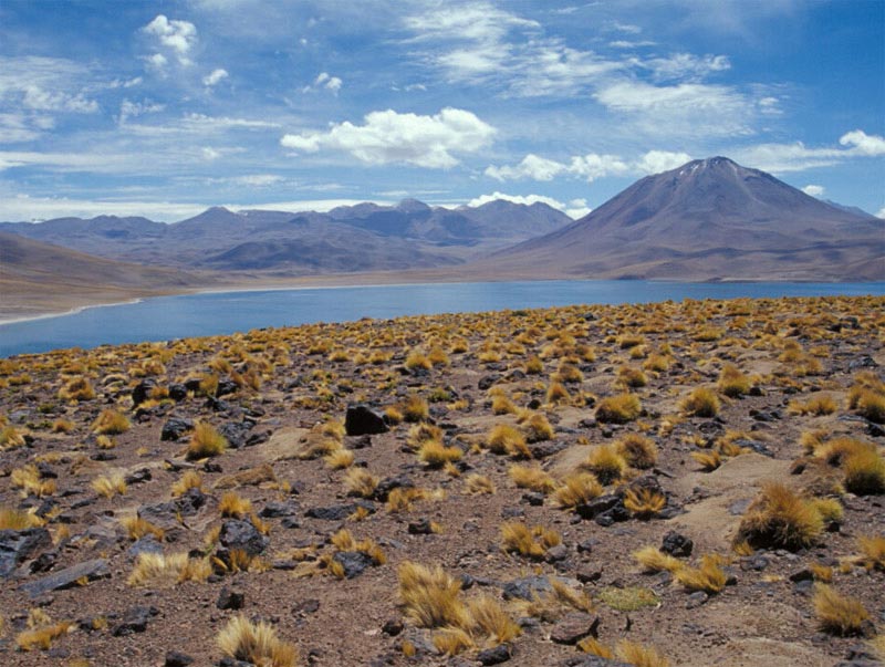 Puna del altiplano peruano