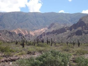 cactus en la Quebrada de Humahuaca