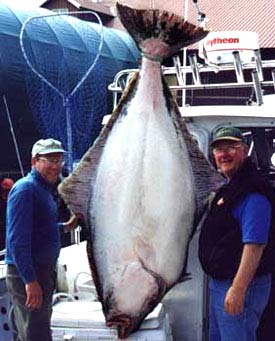 pesca de halibut