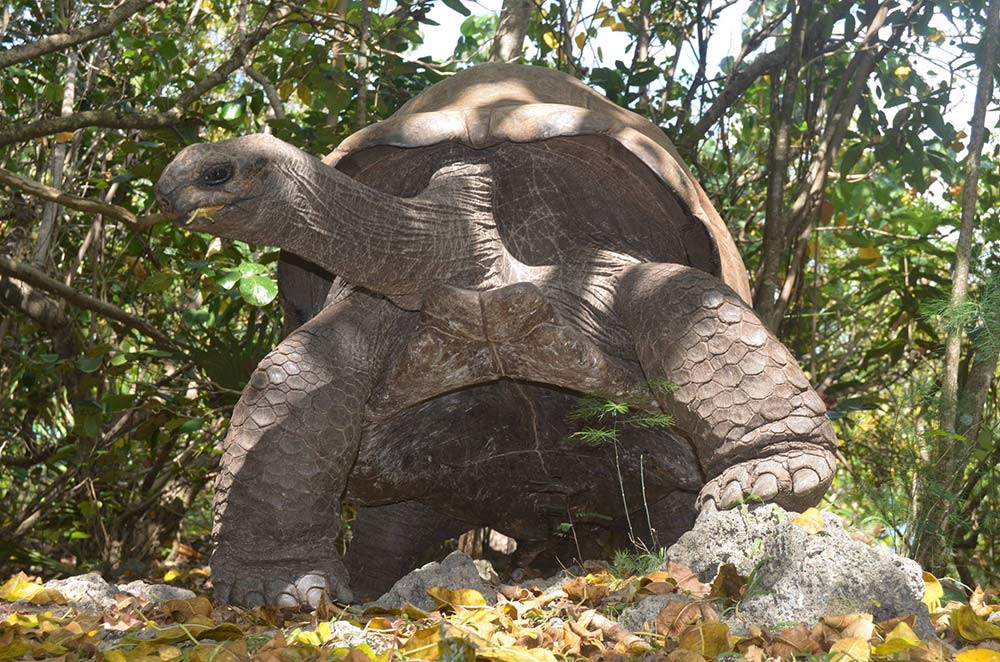 Estatua de tortuga en el Centro de Recuperación de Anfibios y Reptiles de Cataluña