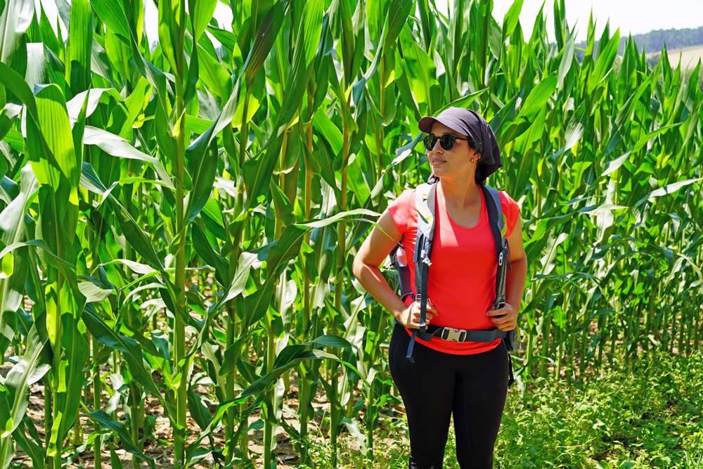 Camino de Santiago Francés, Diana de Fun Travel Ven junto a un campo de maíz