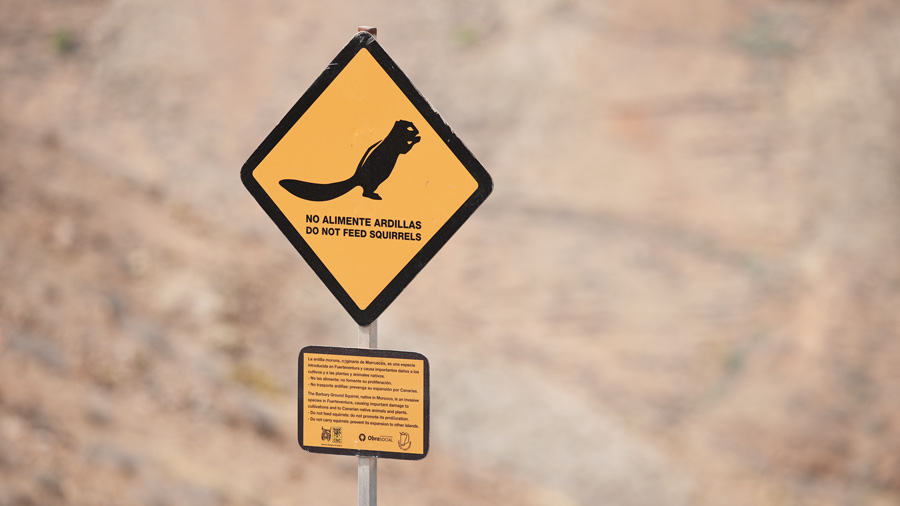 Cartel de aviso sobre las ardillas morunas de Fuerteventura