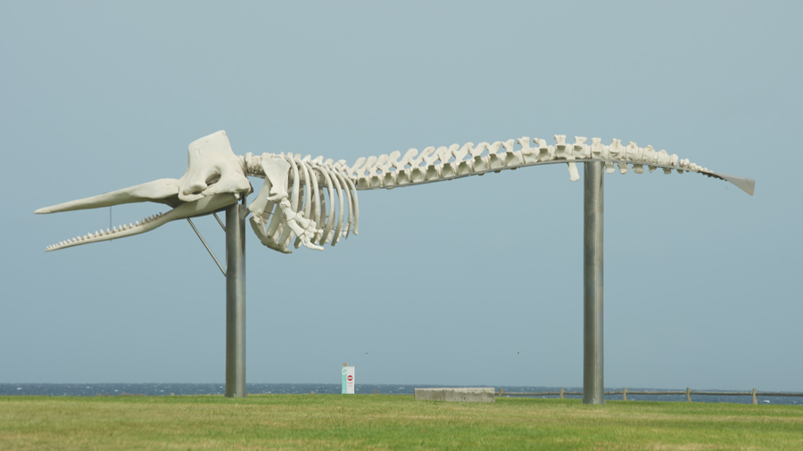 Esqueleto de cachalote macho de 14 metros en Morro Jable