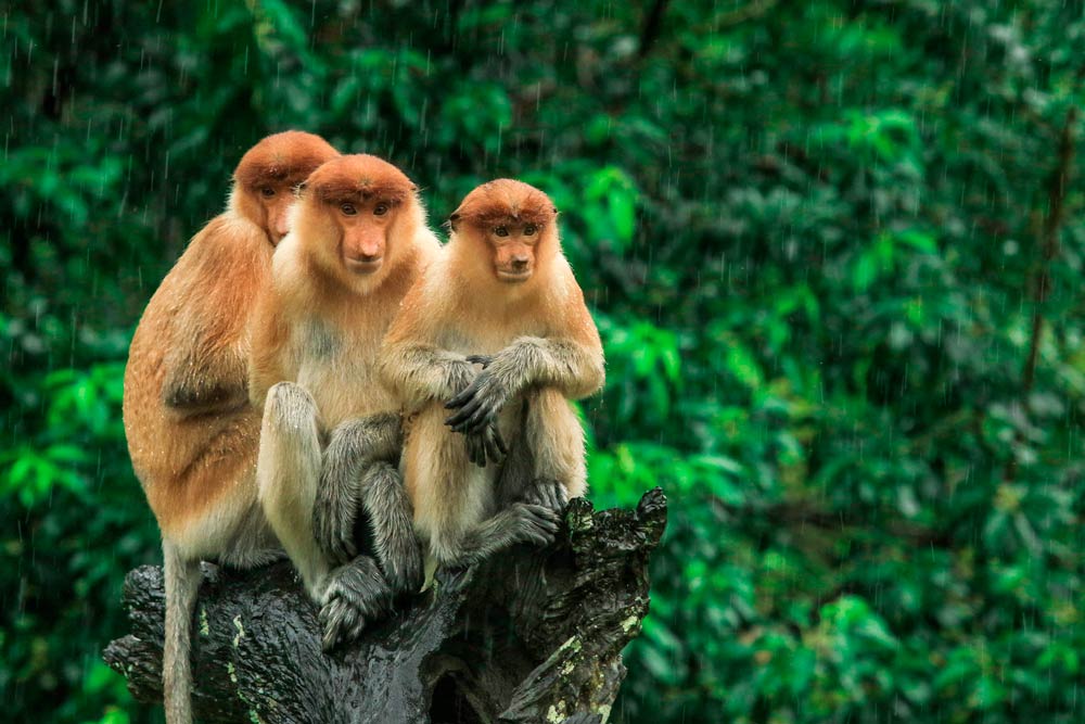 Monos profetas en la isla de Borneo