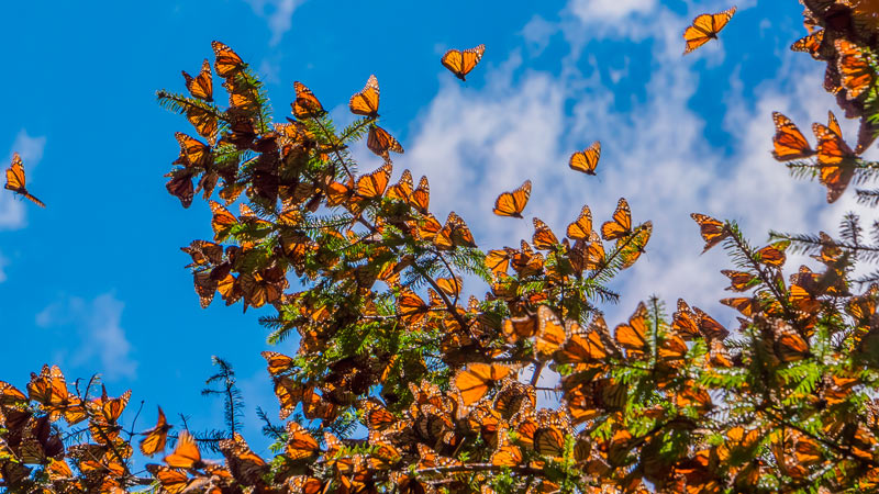 Mariposas monarca en una rama de árbol con fondo azul del cielo, Michoacán, México