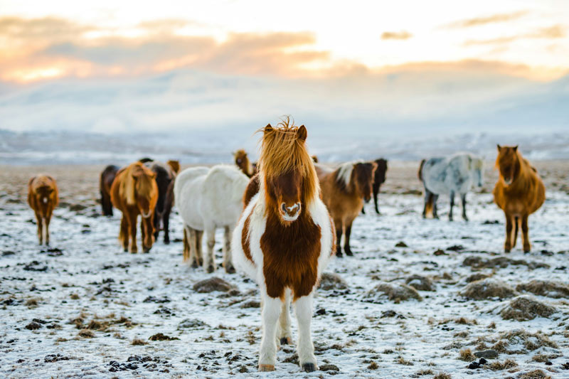 Caballos islandeses