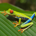 Especie de rana de Costa Rica