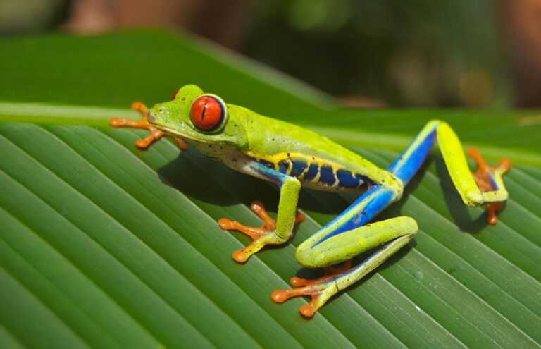 Especie de rana de Costa Rica