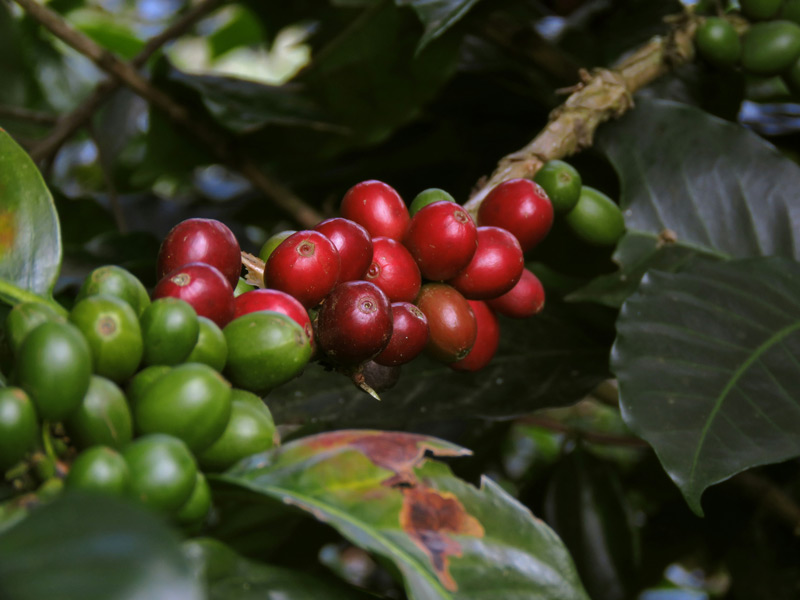 Eje Cafetero de Colombia