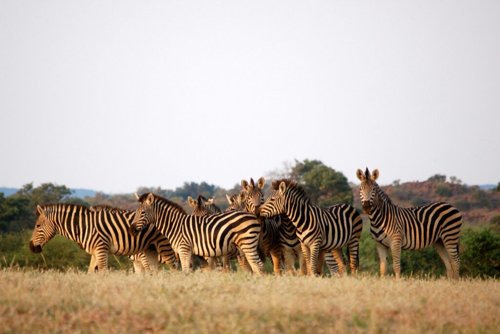 Cebras en Botswana