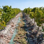 Racimos de uva secándose sobre malla verde entre hileras de viñedo con suelo calizo