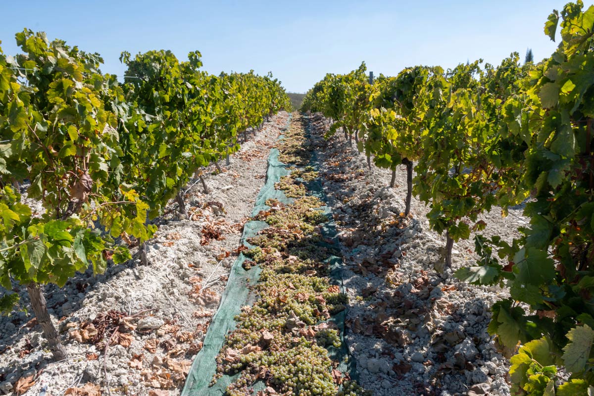 Ruta del Vino Montilla-Moriles: conoce Córdoba de una forma especial